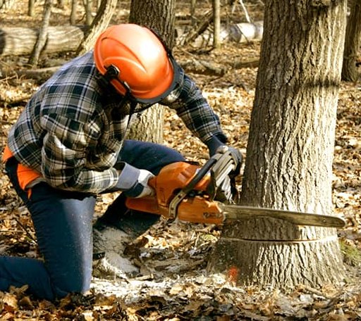 Tree Removal in Waltonville, IL